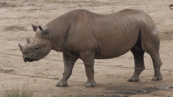 321-0859 Safari Park - Rhino
